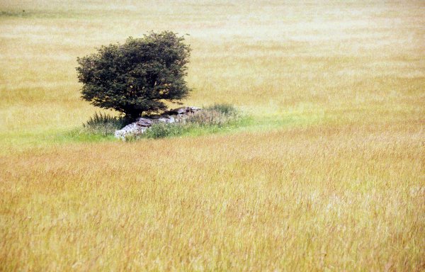 Lone tree in field, Leicestershire