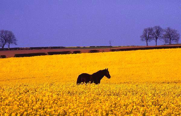 Horse in rapeseed field, Leicestershire